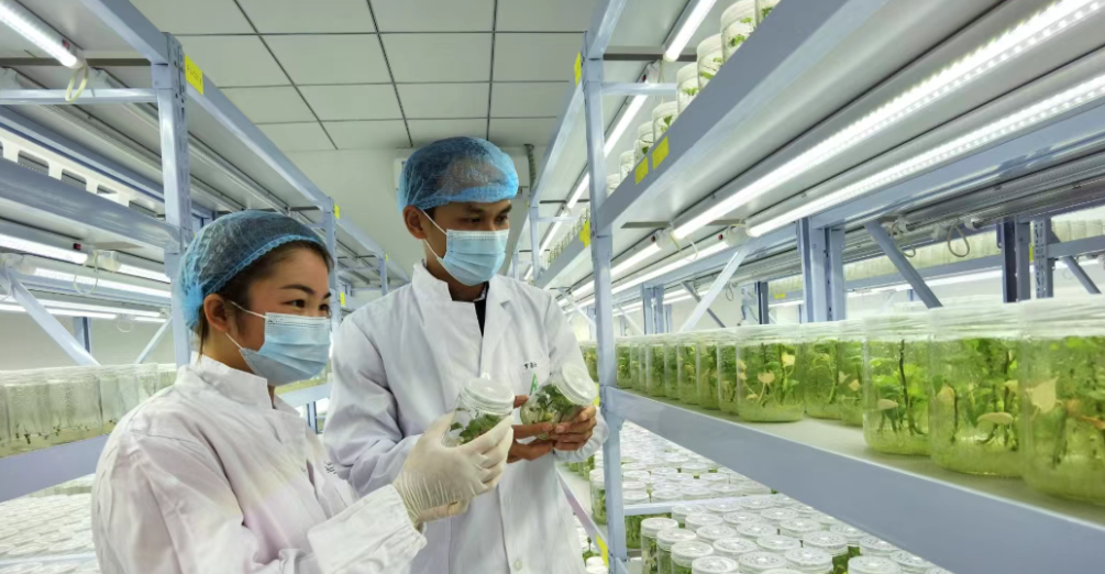 双轮驱动 破解生物育种产业化困境的路径探析