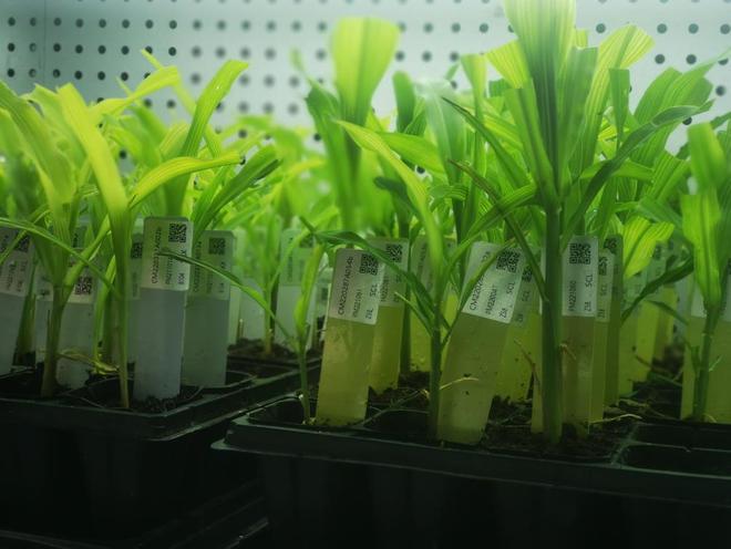 端稳中国粮的“芯片” 生物育种如何突破卡脖子困境？