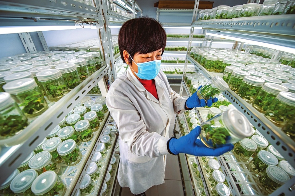 春来育苗忙 生物育种赋能现代农业新征程