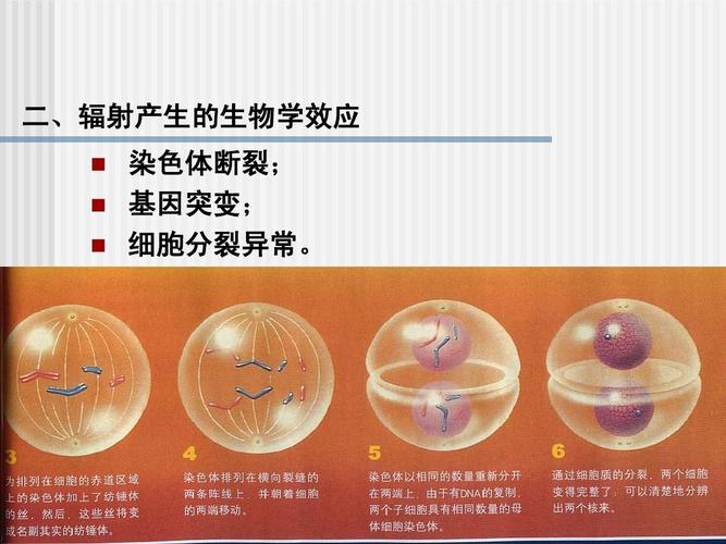 从常规育种到生物育种 杂种优势利用与品种审定在园艺植物中的协同演进