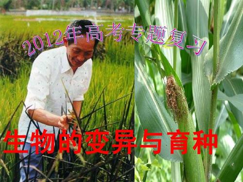 遗传育种专题 生物育种