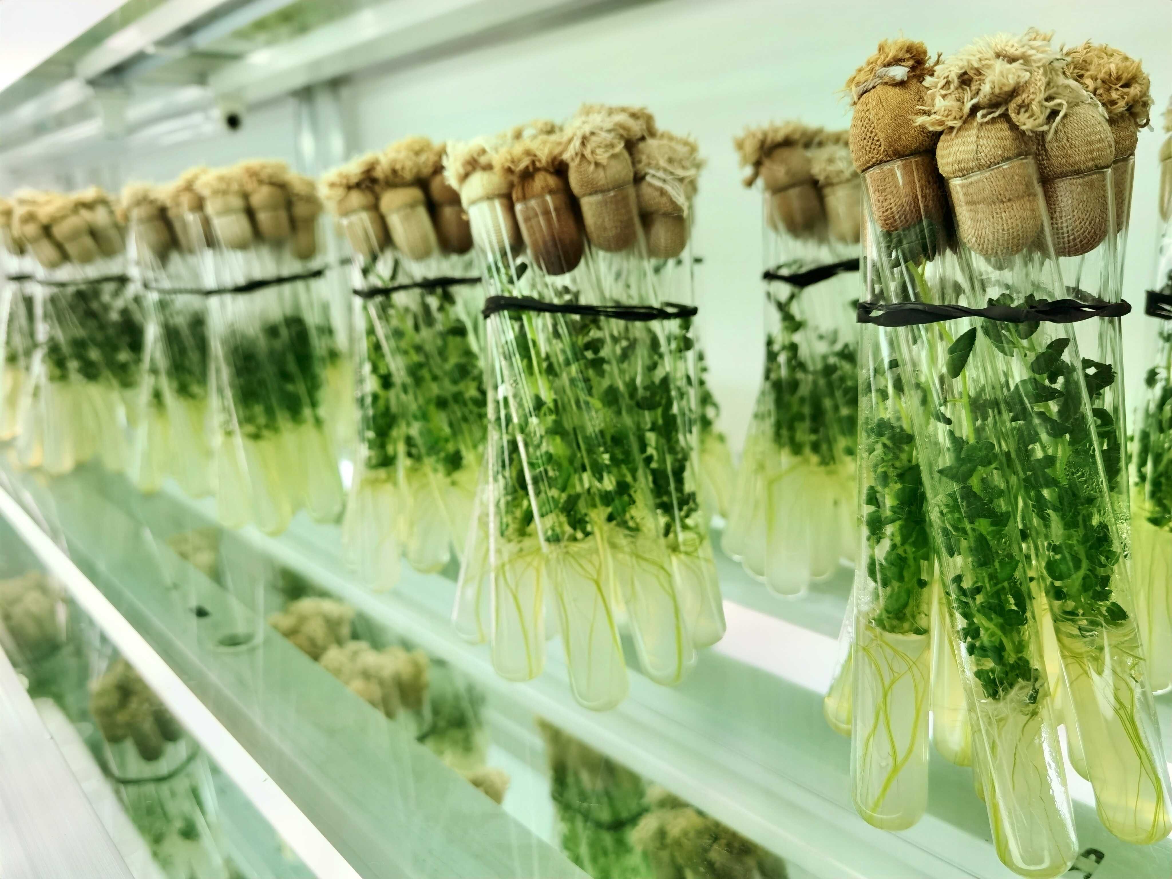 北大荒薯业集团为农业新质生产力再添“芯”动能——生物育种驱动产业革新