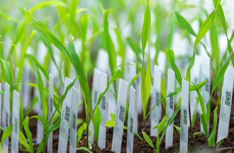 未米生物融资,推高蛋白玉米