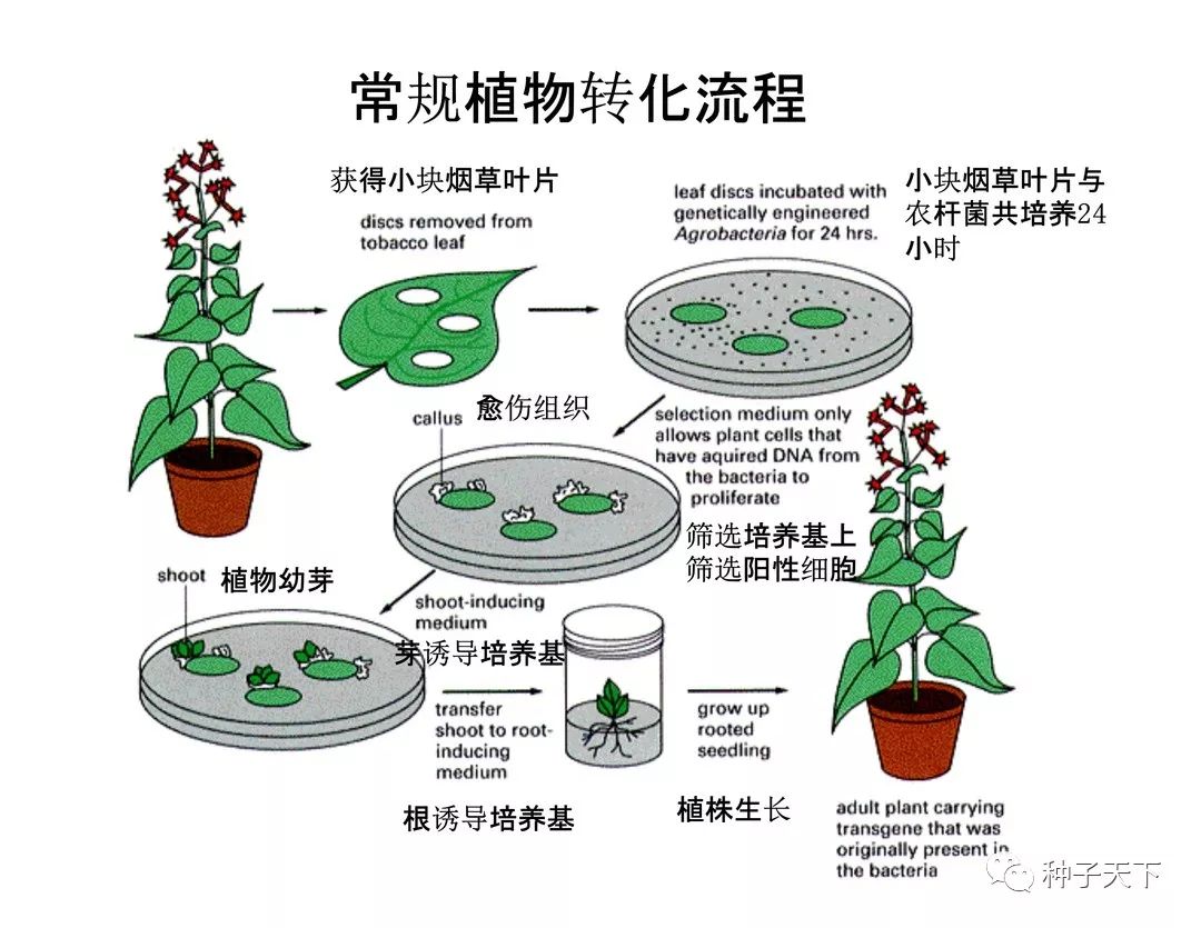 邓兴旺院士带您走进现代农业生物技术及育种 生物育种
