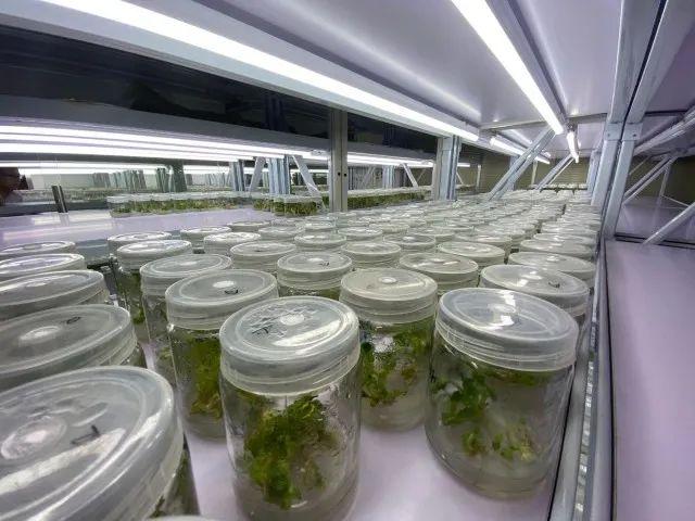 从一粒种子到未来餐桌 嘉兴生物育种如何悄然改变我们的生活